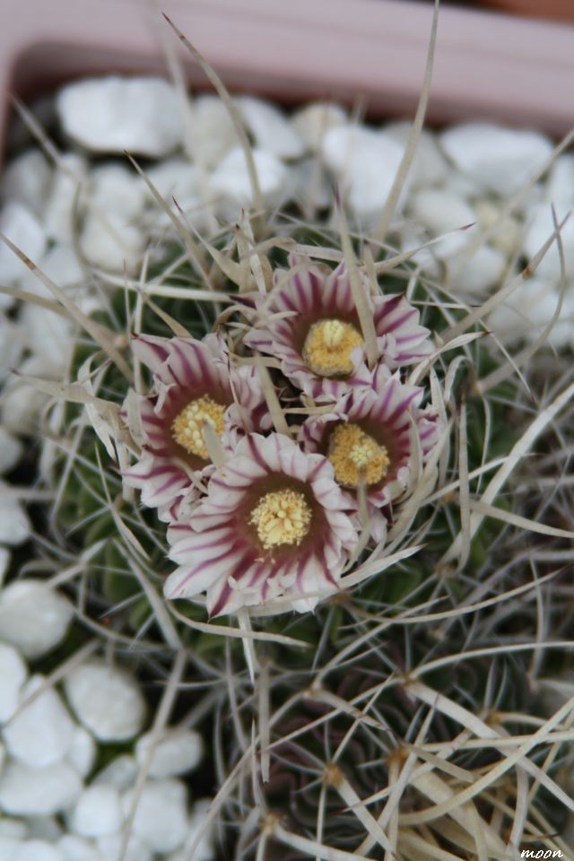 ferrocactus ferrarii